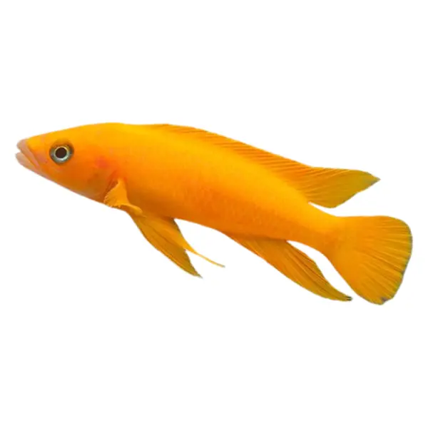 Cichlidés du lac Tanganyika