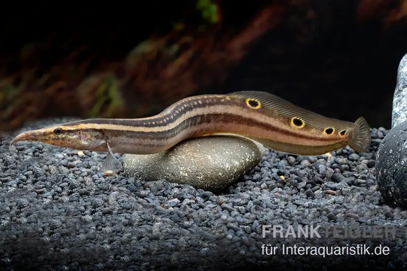 Anguille épineuse à ocelles, Macrognatus aculeatus, 7-10 cm