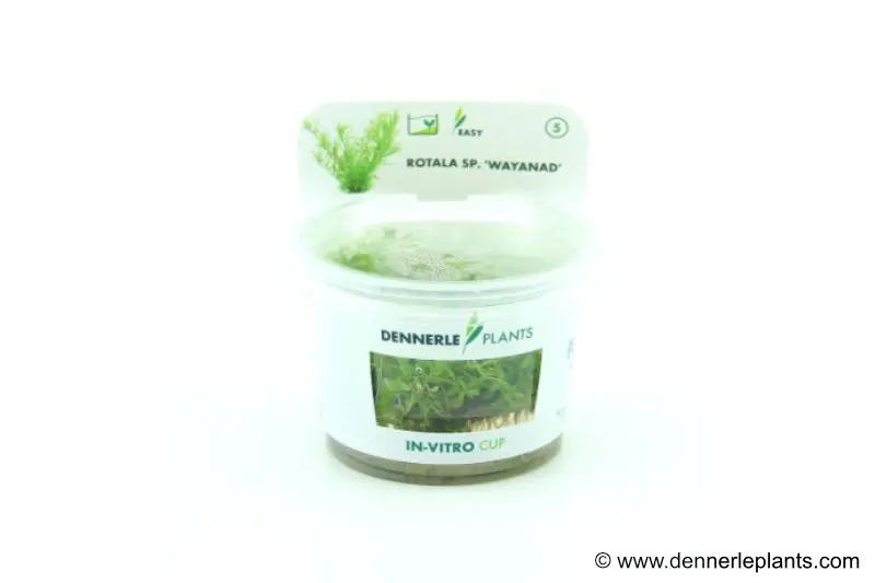 Rotala de Wayanad, Rotala sp. « Wayanad », In Vitro