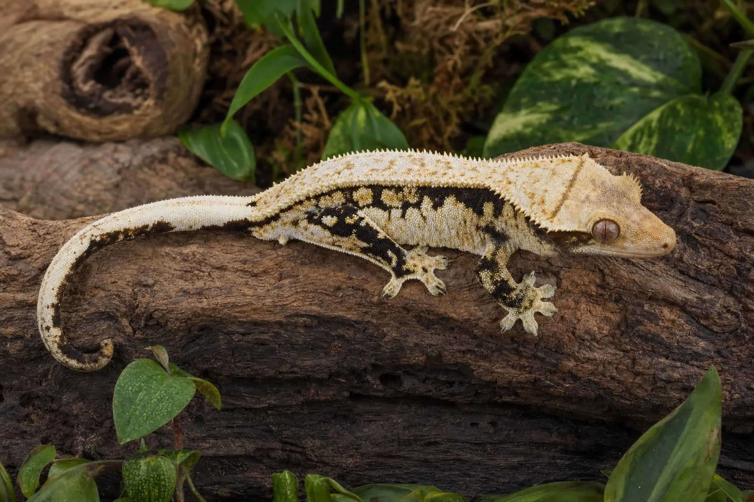 Gecko à crête « Designer Mix », Rhacodactylus ciliatus