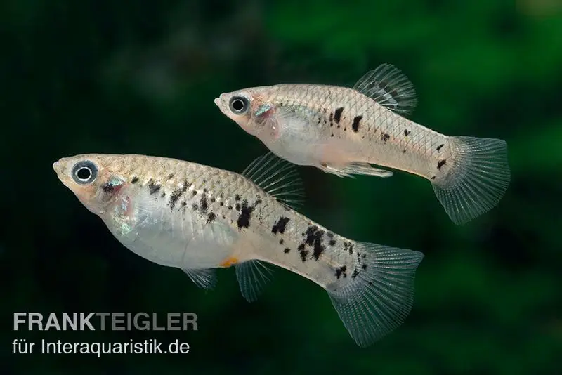 Limia rayé, Limia vittata