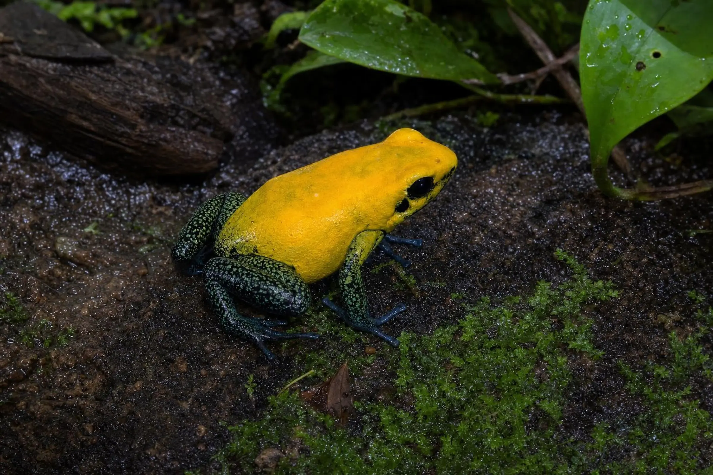 Phyllobate bicolore « Uraba », Phyllobates bicolor