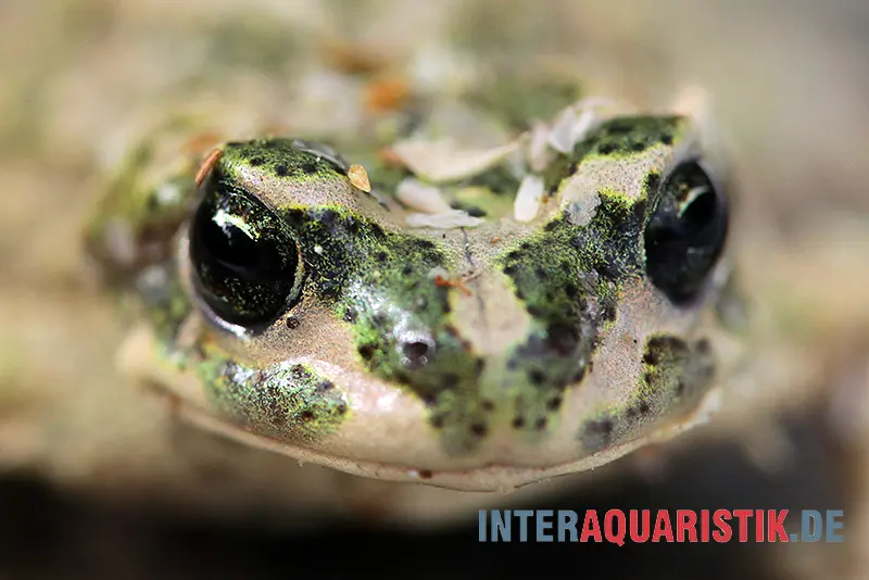 Crapaud de l’Atlas, Bufo brongersmai DNZ