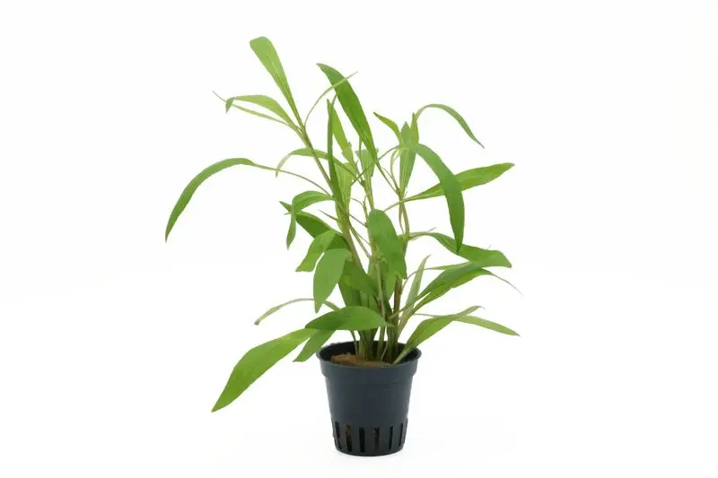 Hygrophile à feuilles étroites, Hygrophila salicifolia, en pot