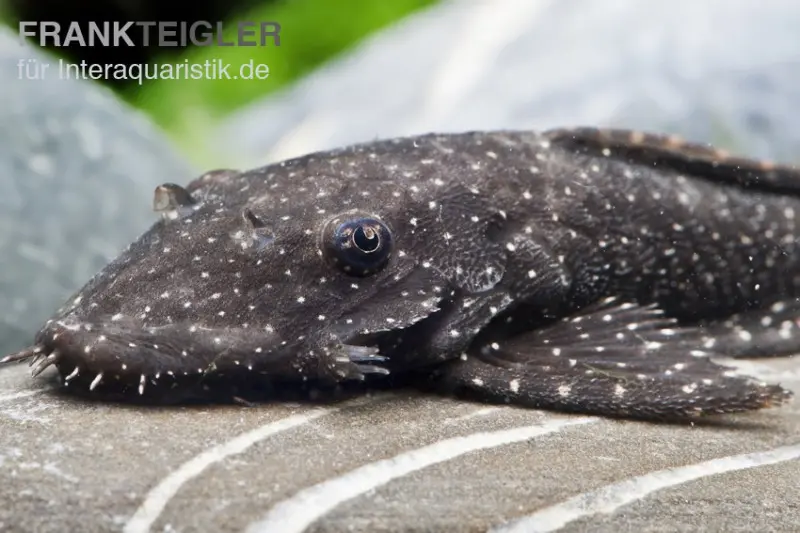 Pléco Blue Medusa (LDA 74), Ancistrus macrophthalmus
