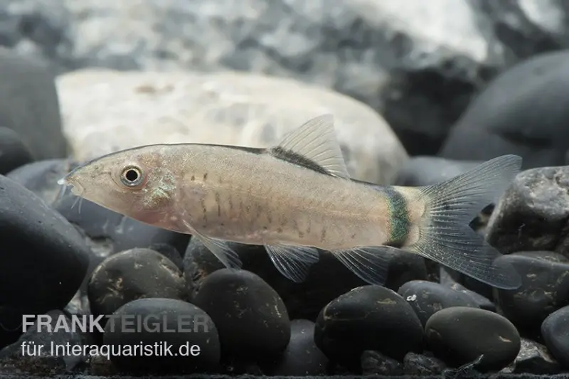 Loche Horas, Botia morleti, 3-4 cm