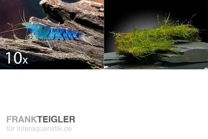 Bundle Tiger : 10 x crevette tigre bleue, Caridina cf. cantonensis + portion de mousse de Java