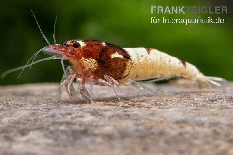 Crevette Red Pinto Mix, Caridina spec. Red Pinto Taiwan Bee