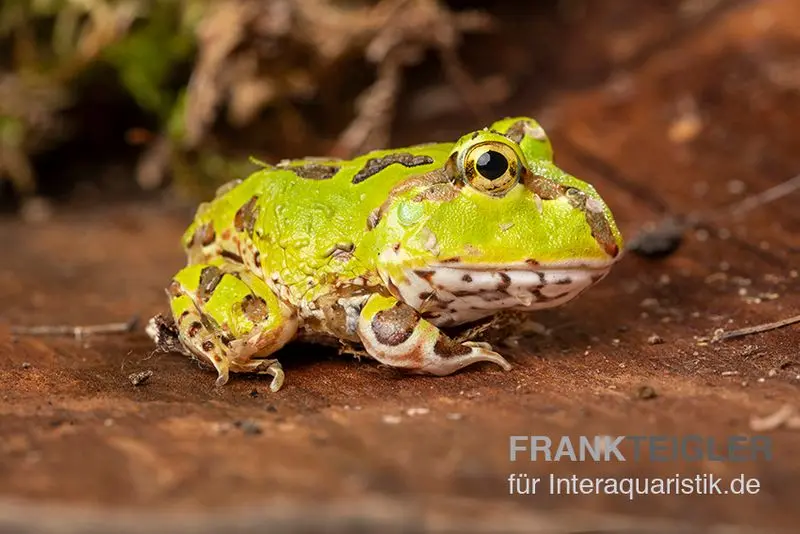 Grenouille cornue du Pacifique, Ceratophrys stolzmanni
