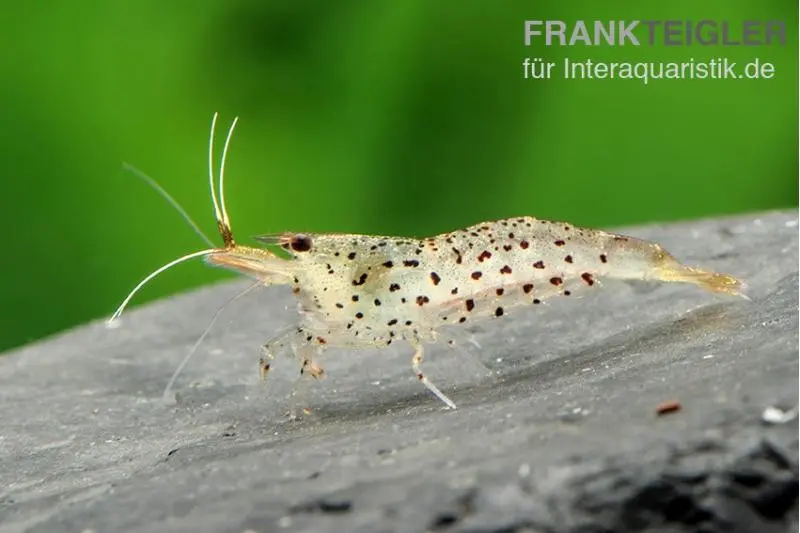 Crevette léopard, Caridina rupropunctata