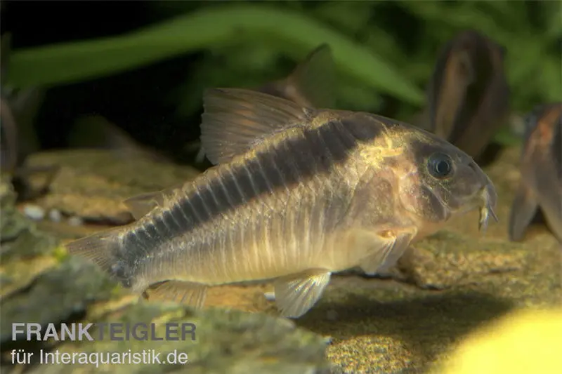 Corydoras rouille, Corydoras rabauti