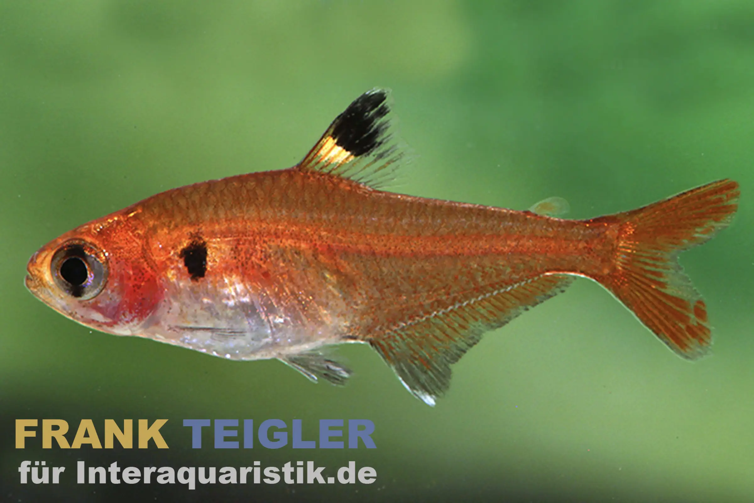 Tétra signal rouge, Hyphessobrycon haraldschultzi