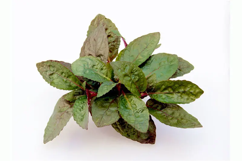 Hémigraphis gaufré, Hemigraphis colorata (plante de terrarium), en pot