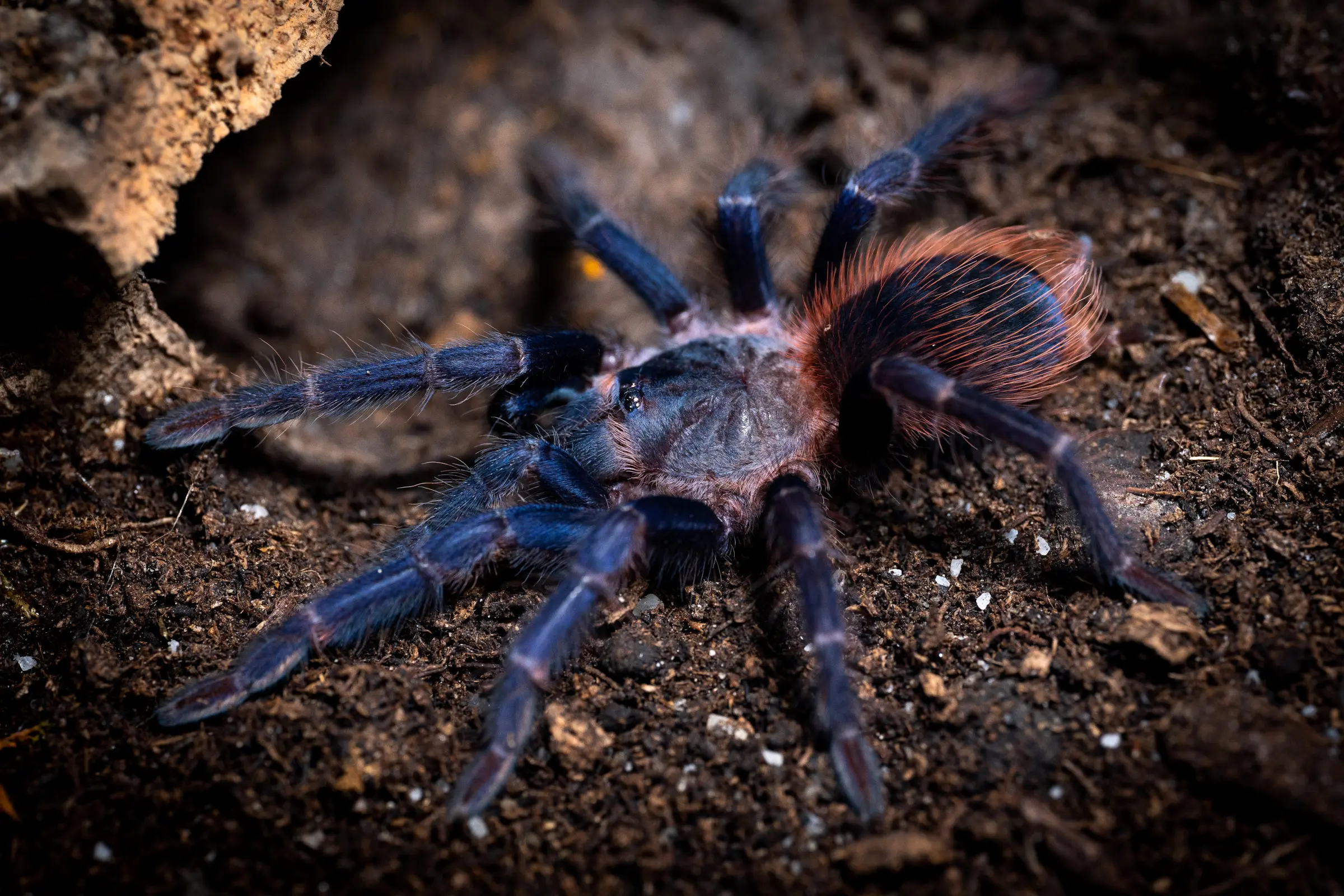 Mygale brésilienne à poils bleus, Pterinopelma sazimai