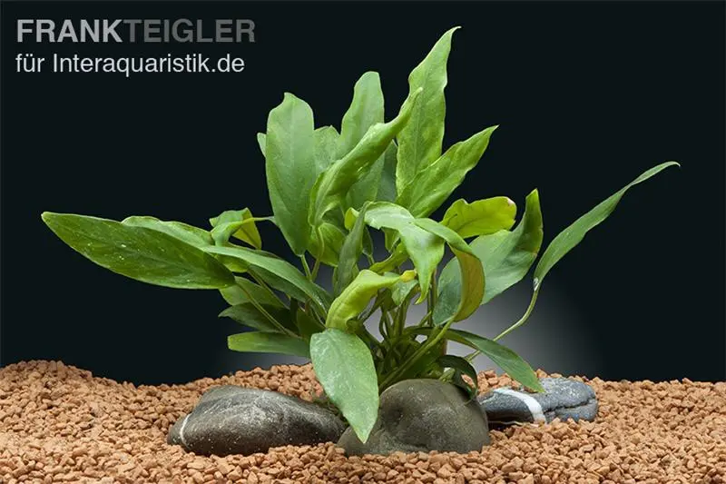 Anubias glabre, Anubias barteri var. glabra, en pot