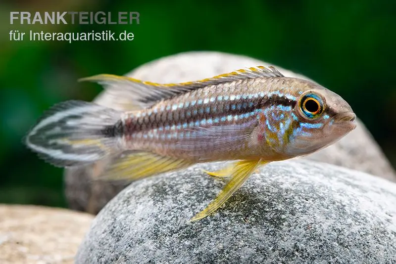 Cichlidé nain d’Elisabeth, Apistogramma elizabethae