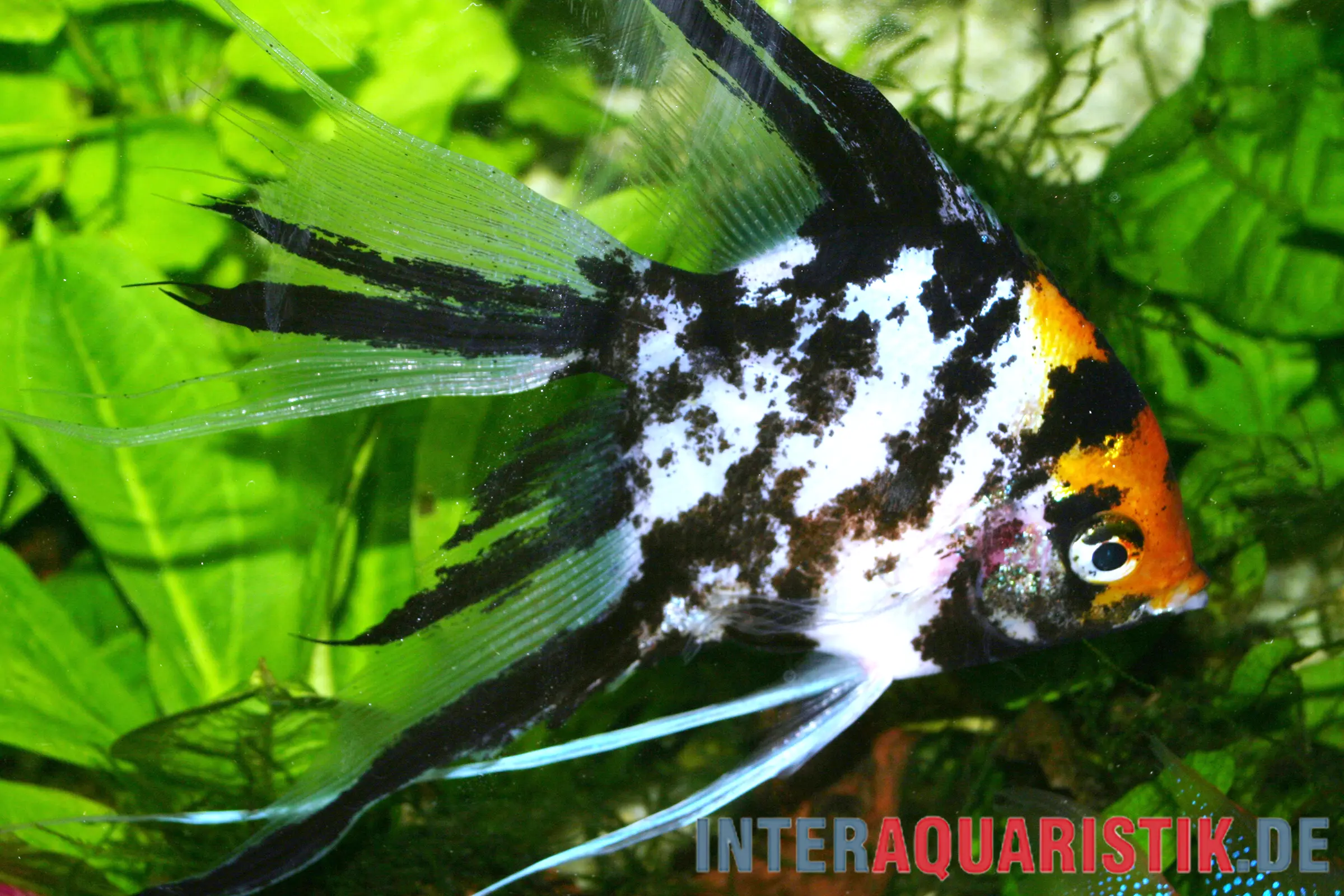 Scalaire Gold Marble à nageoires voile, Pterophyllum scalare (Gold Marble Veiltail)