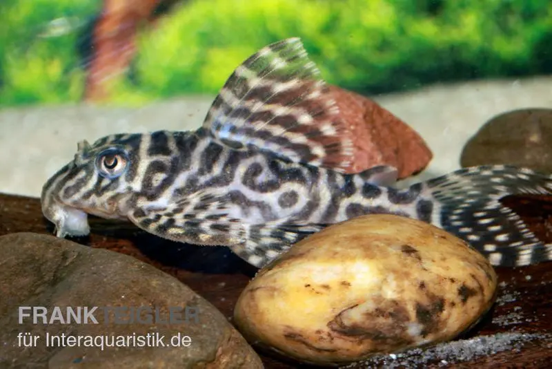 Grand poisson-chat cuirassé ocelot, Hypancistrus spec. L400, 5-6 cm