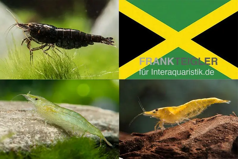 Bundle : set de crevettes naines « Jamaica », 5 x Chocolate + 5 x vertes + 5 x crevettes Yellow Fire