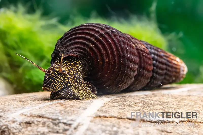 Escargot Towuti à points dorés, Tylomelania towutensis