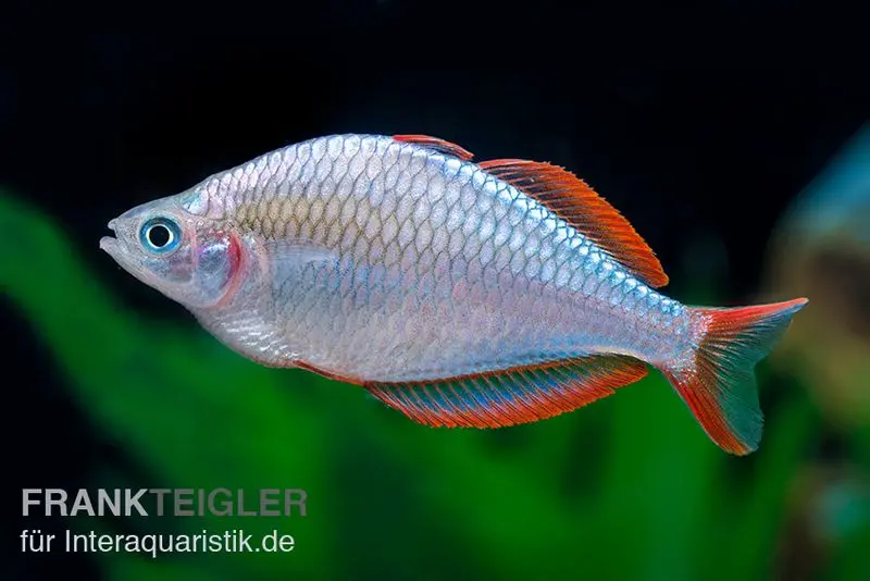 Poisson-arc-en-ciel diamant, Melanotaenia praecox
