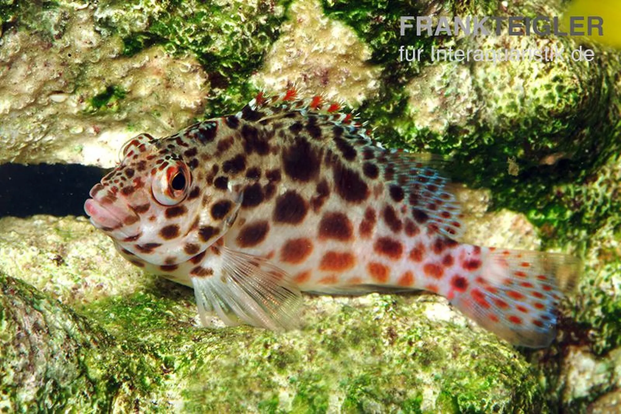 Gefleckter Korallenwächter, Cirrhitichthys oxycephalus