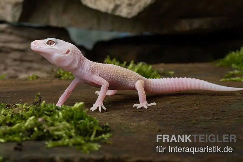 Gecko léopard, Eublepharis macularius, BLIZZARD
