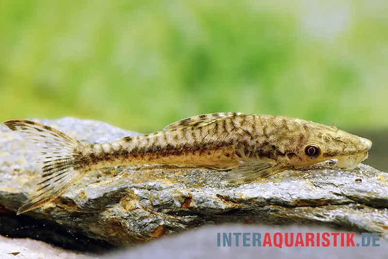 Loricariidé Gulare (Otocinclus géant), Hypoptopoma gulare