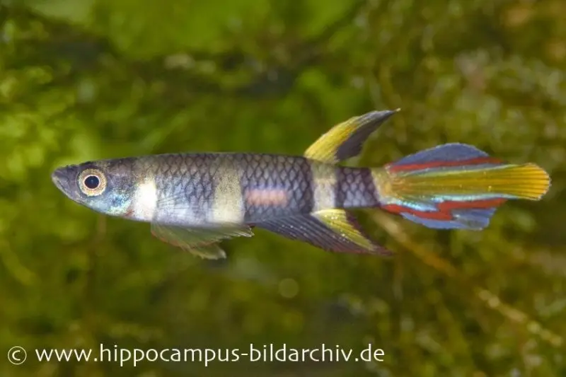 Ringelhechtling, Epiplatys annulatus (mini-poisson)