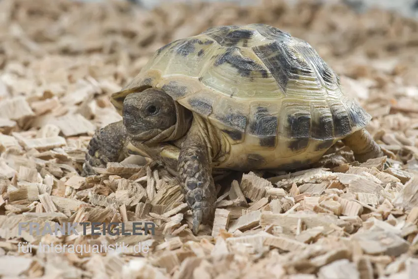 Tortue des steppes, Testudo horsfieldii