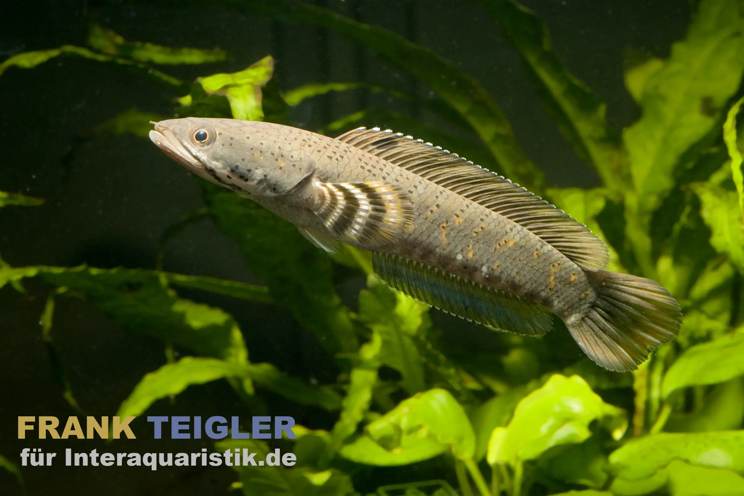 Tête-de-serpent tigre de Birmanie, Channa pulchra, 6-7 cm