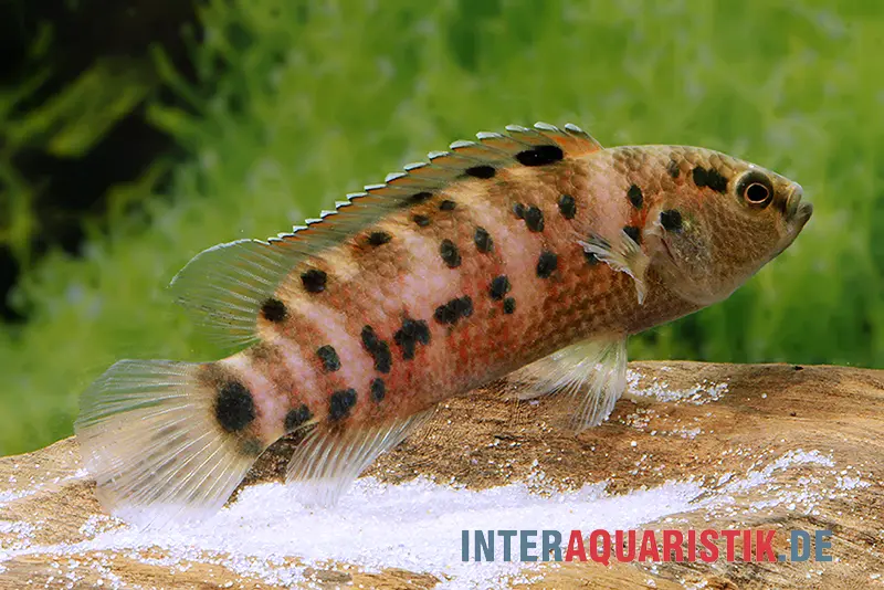 Badis d’Assam, Badis assamensis