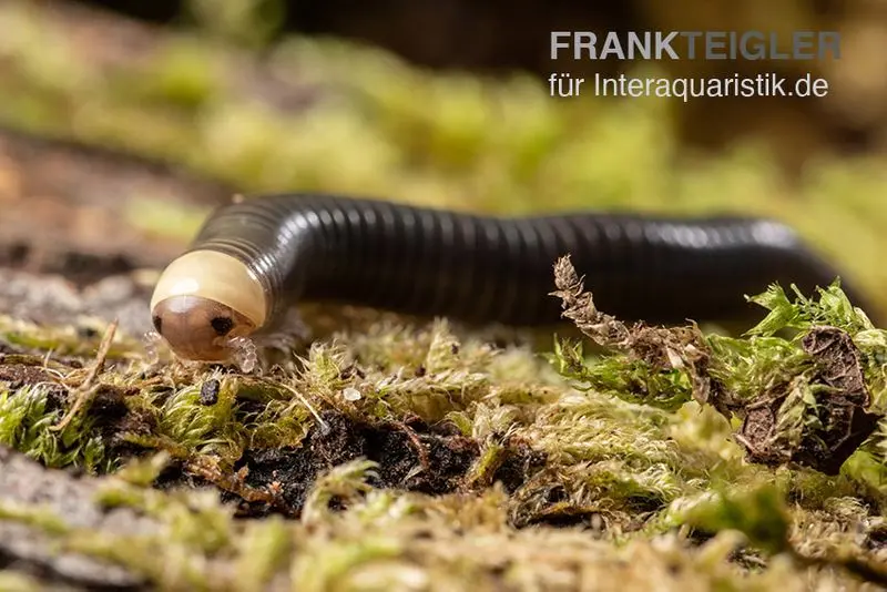 Mille-pattes à tête jaune, Spirobolus sp. « Yellow Head »