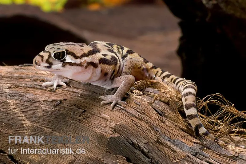 Gecko à griffes d’Amérique centrale, Coleonyx mitratus