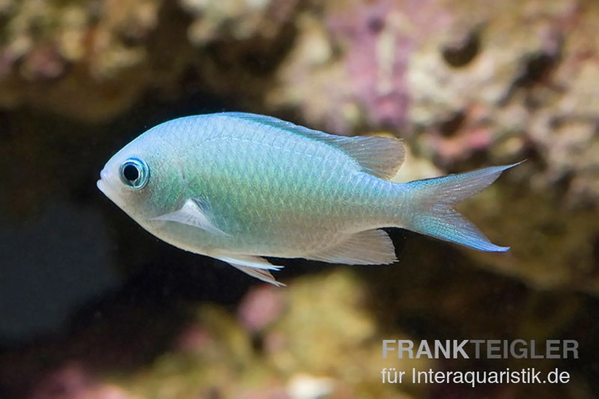 Grünes Schwalbenschwänzchen, Chromis viridis, ca. 3,0-4,0 cm