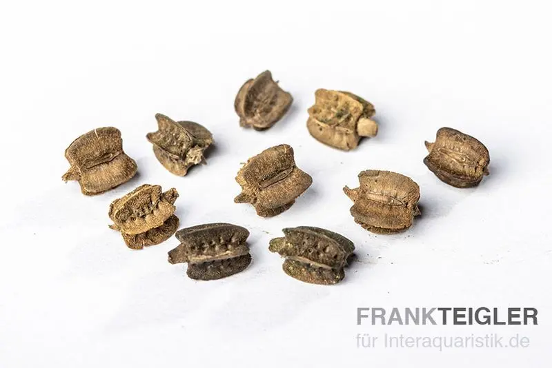 Phasme feuille verte, 10 œufs, Phyllium pulchrifolium