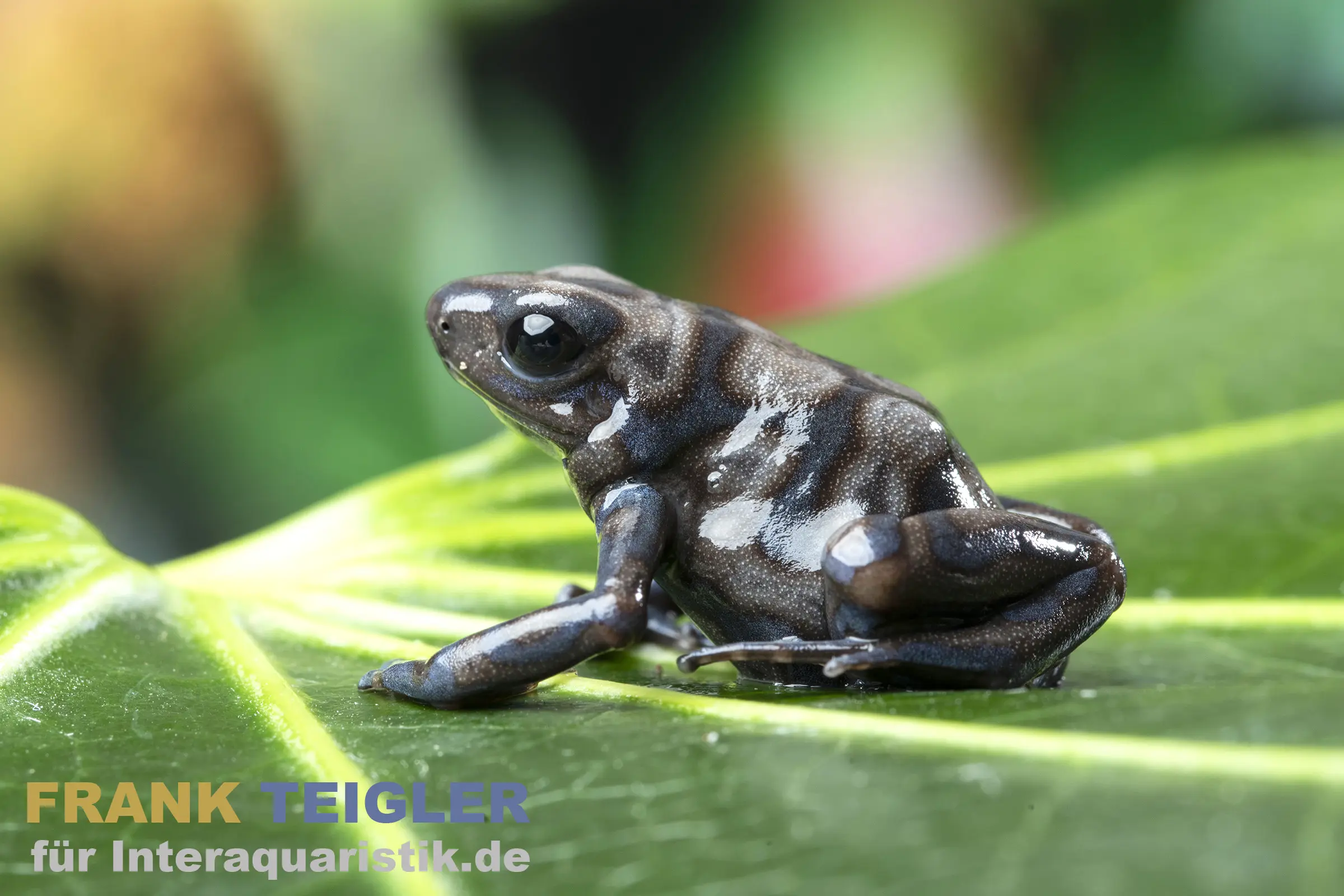 Dendrobate doré Peña Blanca, Dendrobates auratus 