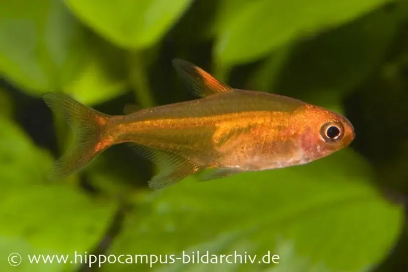 Funkensalmler, Hyphessobrycon amandae (mini-poisson)