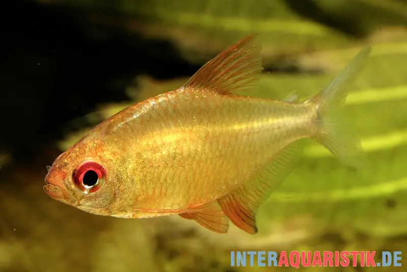 Tétra orange, Hyphessobrycon cf. pulchripinnis BOLIVIA ORANGE