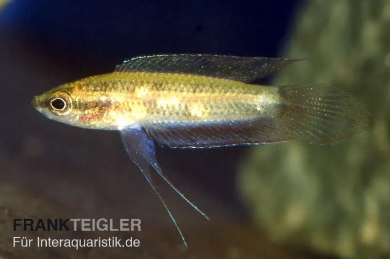 Gourami splendide des marais, Parosphromenus paludicola
