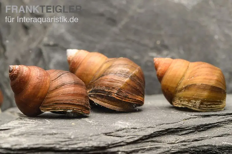 Escargot asiatique à opercule des marais, Filopaludina martensi thailande