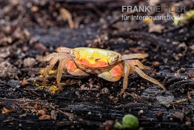 Crabe émeraude, Metasesarma spec. « Green Emerald » (Emerald Crab)
