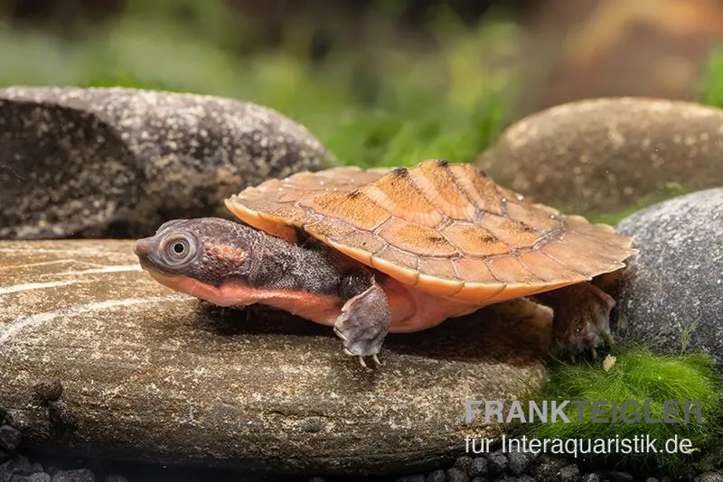 Tortue serpentine de Nouvelle-Guinée, Emydura novaeguineae