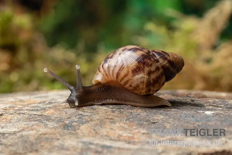 Escargot géant africain, Achatina reticulata « couleur sauvage », DNZ
