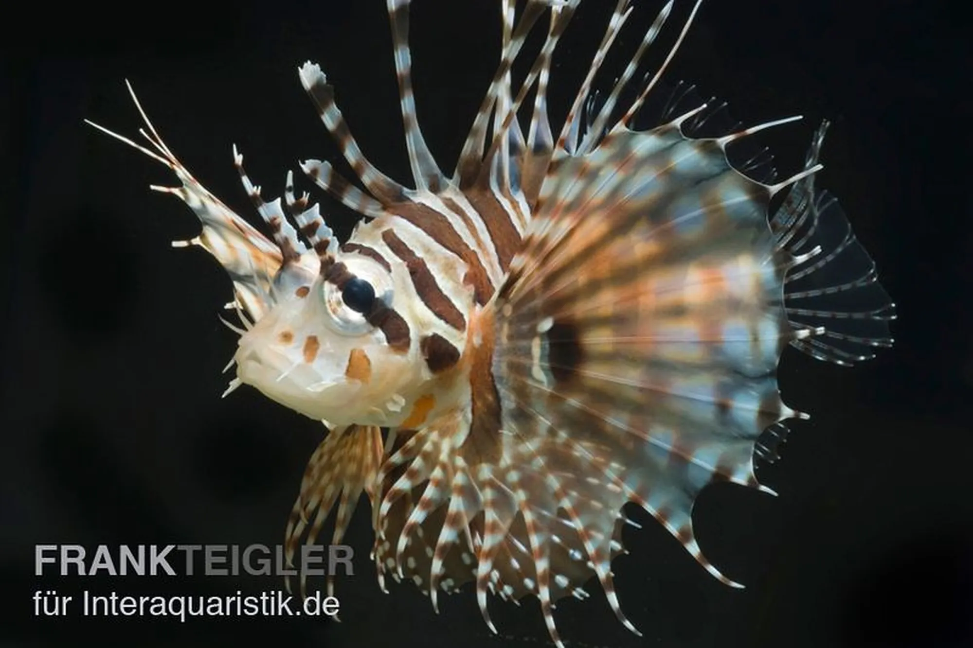 Zebra-Zwergfeuerfisch, Dendrochirus zebra