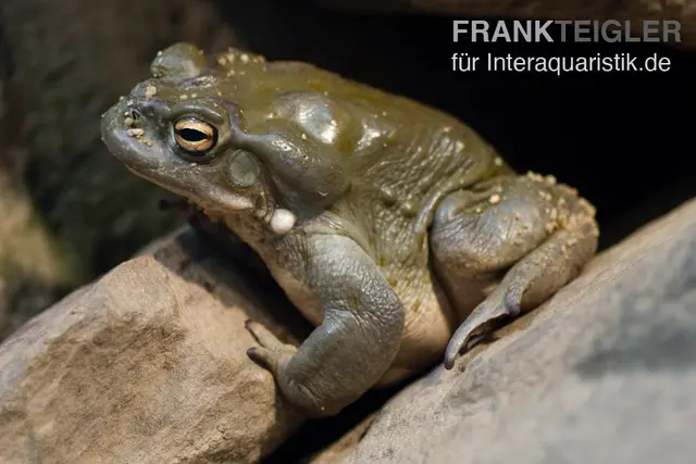 Crapaud du Colorado, Bufo alvarius