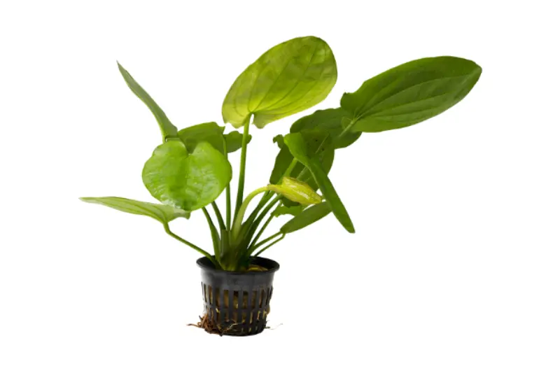 Plante épée à feuilles en cœur, Echinodorus cordifolius (fluitans), pot XL 