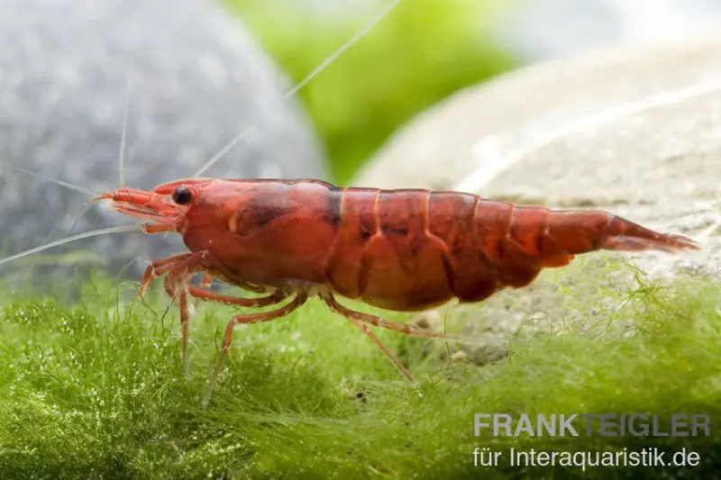 Crevette Bloody Mary, Neocaridina davidi