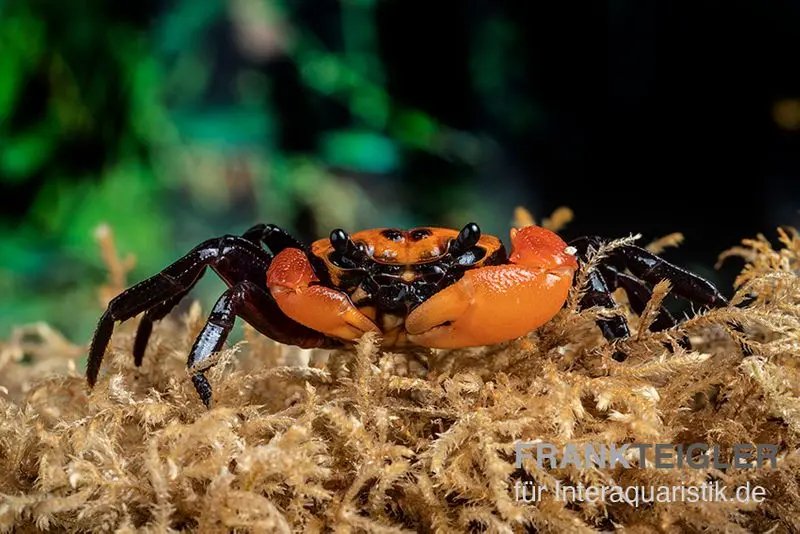 Crabe terrestre mini Halloween, Lepidothelphusa limau