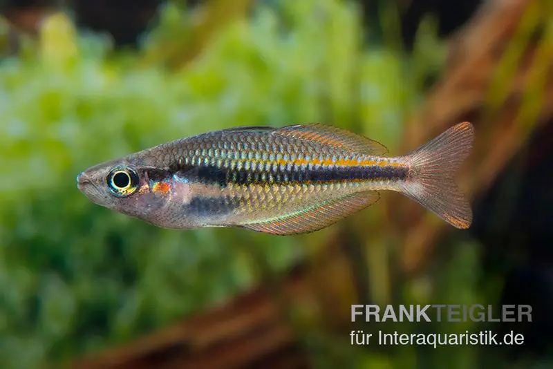 Poisson arc-en-ciel du lac Tebera, Melanotaenia herbertaxelrodi, 4-5 cm issu d’élevage